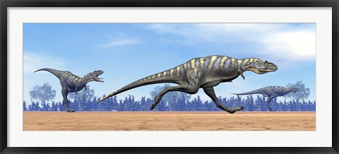 Framed Three Aucasaurus dinosaurs running in the desert Print