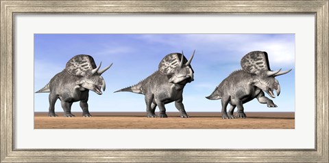 Framed Three Zuniceratops standing in the desert Print