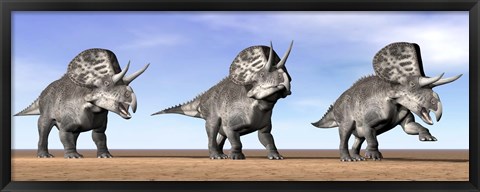 Framed Three Zuniceratops standing in the desert Print