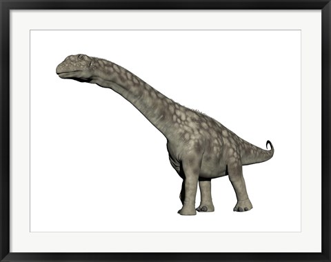 Framed Argentinosaurus dinosaur, white background Print