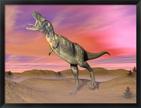 Framed Aucasaurus dinosaur roaring in the desert by sunset Print