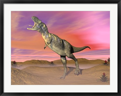 Framed Aucasaurus dinosaur roaring in the desert by sunset Print