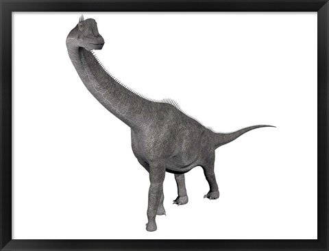 Framed Brachiosaurus dinosaur, white background Print