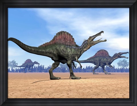 Framed Three Spinosaurus dinosaurs walking in the desert Print