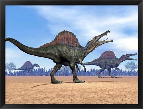 Framed Three Spinosaurus dinosaurs walking in the desert Print