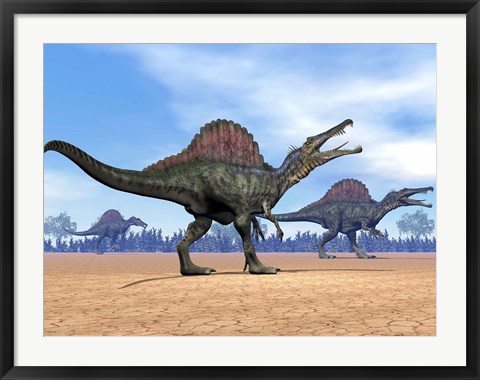 Framed Three Spinosaurus dinosaurs walking in the desert Print