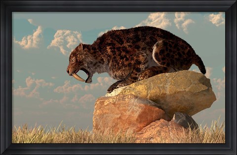 Framed Smilodon sits on a rock surrounded by golden fall fields Print