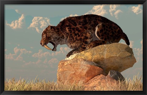 Framed Smilodon sits on a rock surrounded by golden fall fields Print