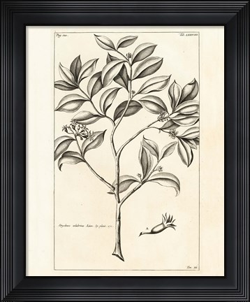 Framed Tropical Leaf Study I Print