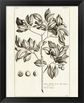 Framed Tropical Leaf Study II Print