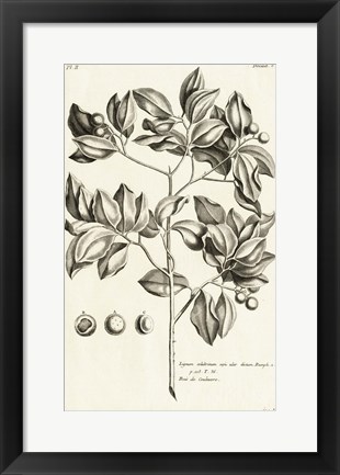 Framed Tropical Leaf Study II Print