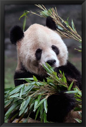 Framed Asia, China Chongqing. Giant Panda bear, Chongqing Zoo. Print