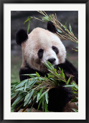 Framed Asia, China Chongqing. Giant Panda bear, Chongqing Zoo. Print