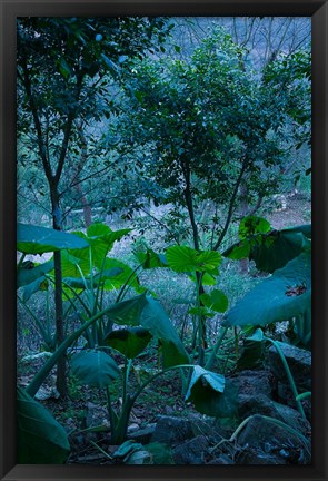 Framed Temple Garden, Fengdu, Chongqing Province, China Print