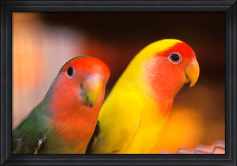Framed Love Birds, Yuen Po Street Bird Market, Hong Kong, China Print
