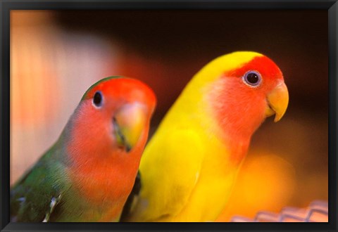 Framed Love Birds, Yuen Po Street Bird Market, Hong Kong, China Print