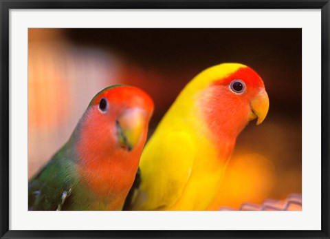 Framed Love Birds, Yuen Po Street Bird Market, Hong Kong, China Print