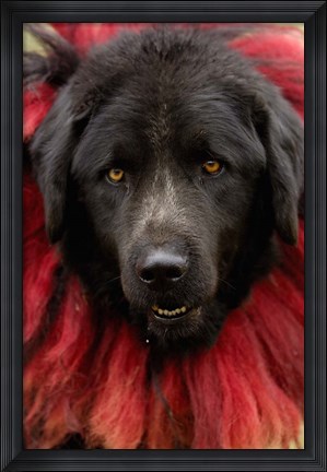 Framed Dog, Horse Racing Festival, Zhongdian, Yunnan, CHINA Print