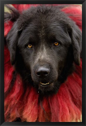 Framed Dog, Horse Racing Festival, Zhongdian, Yunnan, CHINA Print