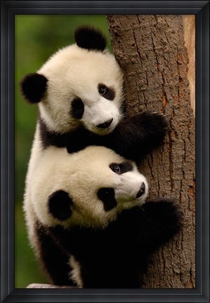 Framed Giant Panda Babies, Wolong China Conservation and Research Center for the Giant Panda, Sichuan Province, China Print