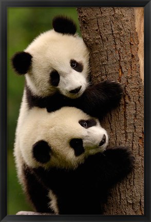 Framed Giant Panda Babies, Wolong China Conservation and Research Center for the Giant Panda, Sichuan Province, China Print