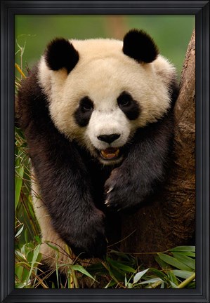 Framed Giant panda bear Print