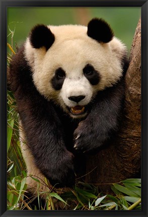 Framed Giant panda bear Print