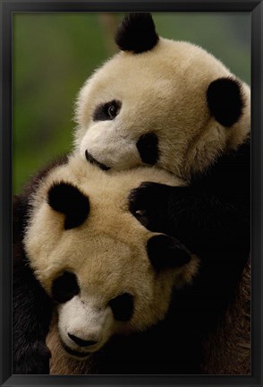 Framed Pair of Giant panda bears Print