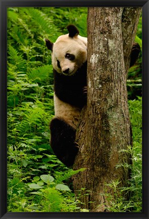 Framed Giant panda bear Climbing a Tree Print