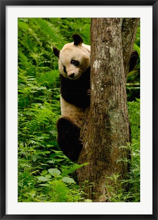 Framed Giant panda bear Climbing a Tree Print