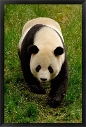 Framed Giant Panda Walking Print