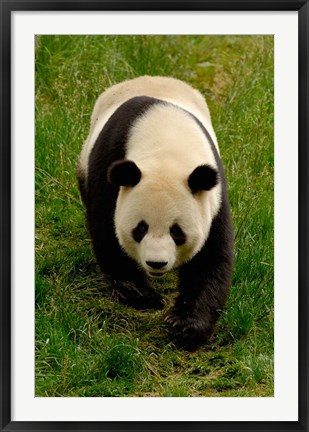 Framed Giant Panda Walking Print