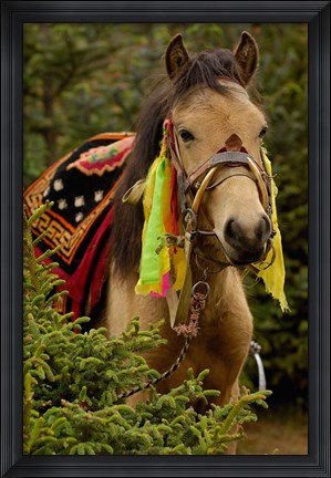 Framed Horse at the Horse Racing Festival, Zhongdian, Deqin Tibetan Autonomous Prefecture, Yunnan Province, China Print