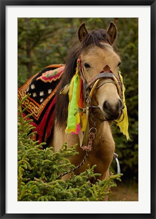 Framed Horse at the Horse Racing Festival, Zhongdian, Deqin Tibetan Autonomous Prefecture, Yunnan Province, China Print