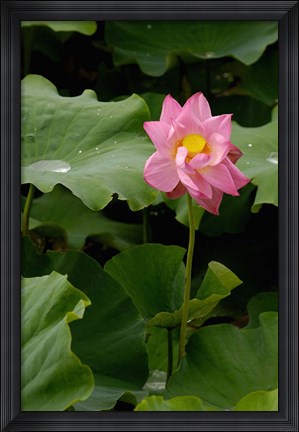 Framed Lotus Lilies, Yunnan Province, China Print