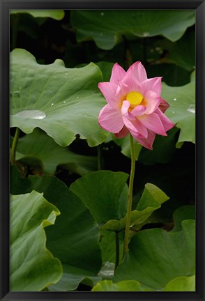 Framed Lotus Lilies, Yunnan Province, China Print