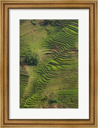 Framed Rice Terraces of the Ailao Mountains, China Print