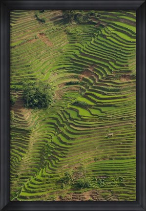 Framed Rice Terraces of the Ailao Mountains, China Print