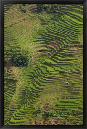 Framed Rice Terraces of the Ailao Mountains, China Print