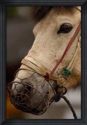 Framed Tibetan Horse, China Print