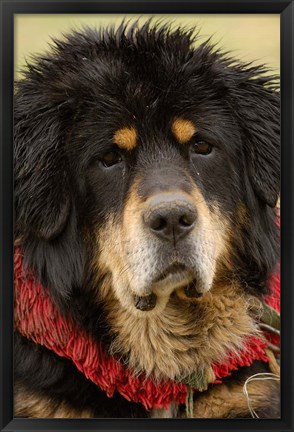 Framed Tibetan Mastiff Dog at the Horse Racing Festival, Zhongdian, Deqin Tibetan Autonomous Prefecture, Yunnan Province, China Print