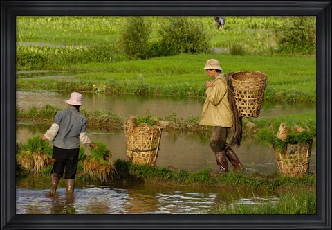Framed Bai Minority Carrying Rice Plants in Baskets, Jianchuan County, Yunnan Province, China Print