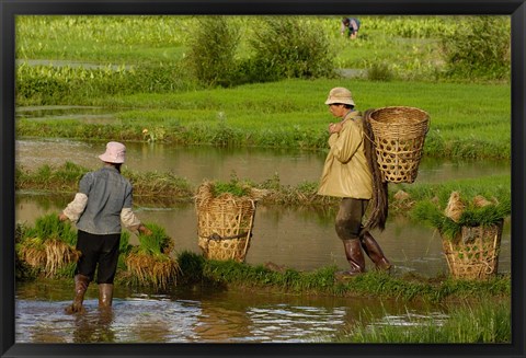 Framed Bai Minority Carrying Rice Plants in Baskets, Jianchuan County, Yunnan Province, China Print