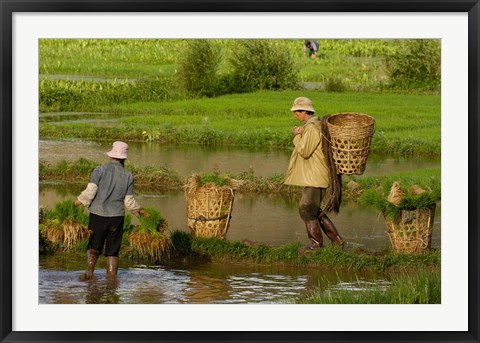 Framed Bai Minority Carrying Rice Plants in Baskets, Jianchuan County, Yunnan Province, China Print