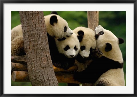 Framed Four Giant panda bears Print