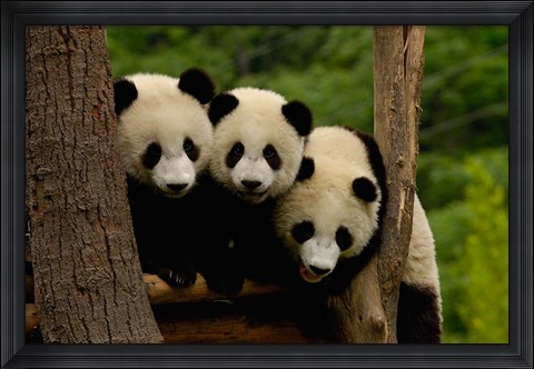 Framed Three Giant panda bears Print