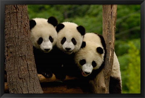 Framed Three Giant panda bears Print