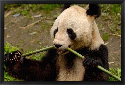 Framed Giant Panda Eating Bamboo Print
