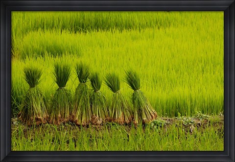 Framed Rice Field, China Print