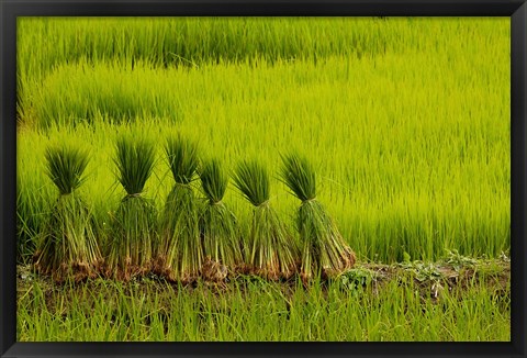 Framed Rice Field, China Print